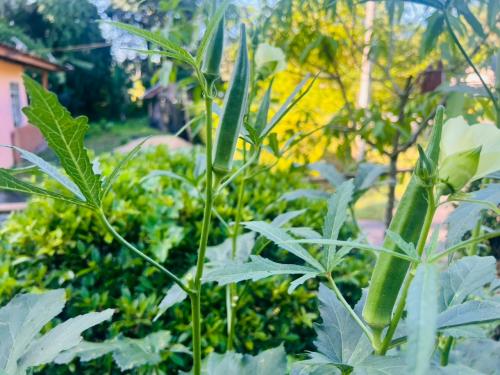 การสร้างความมั่นคงทางอาหาร ปรับเปลี่ยนดี ชีวีมีสุข